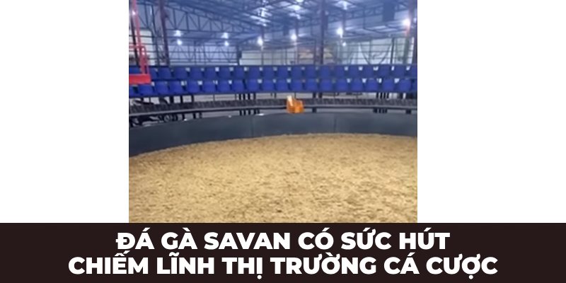 Đá gà Savan có sức hút chiếm lĩnh thị trường cá cược
